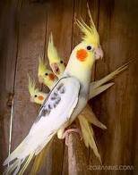 38018-index.jpg, 6 KB